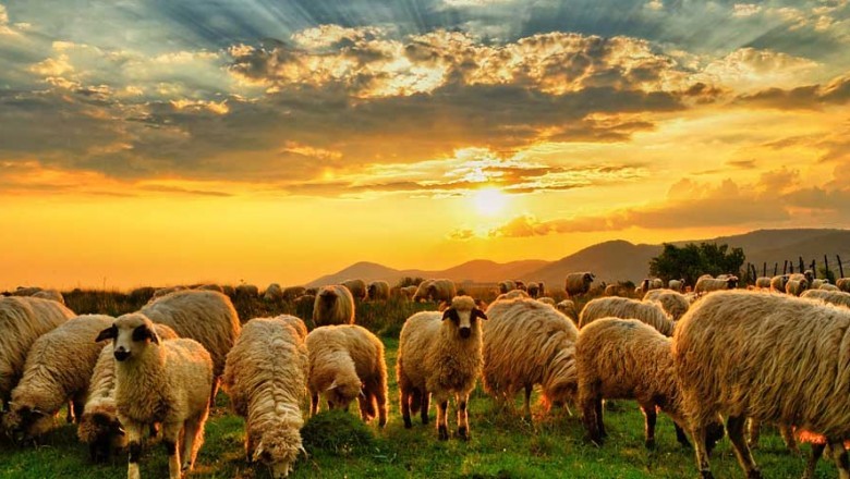 KURBAN; ALLAH'A YAKIN OLMAK!