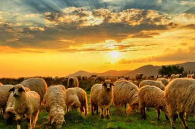 KURBAN; ALLAH'A YAKIN OLMAK!